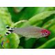 Petitella, Hamis vörösfejű pontylazac (Petitella georgiae)