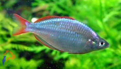 Neonkalászhal, Törpe szivárványhal (Melanotaenia praecox)
