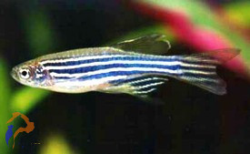 Zebra dánió (Brachydanio rerio)