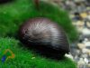 Rohamsisak csiga -  Neritina pulligera