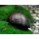 Rohamsisak csiga -  Neritina pulligera