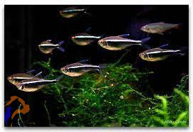 Fekete neonhal (Hyphessobrycon herbertaxelrodi)