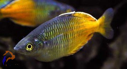 Boesmani kalászhal (Melanotaenia boesmani)
