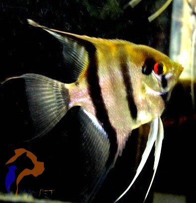 Zebra vitorláshal (Pterophyllum scalare)