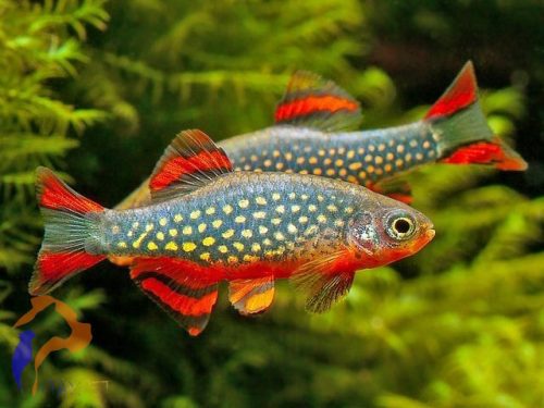 Galaxy razbóra (Danio margaritatus)