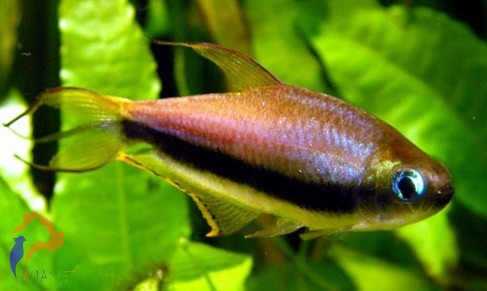 Császárlazac (Nematobrycon palmeri)