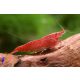 Red cherry garnéla, Cseresznye garnéla (Neocaridina denticulata sinensis - red)
