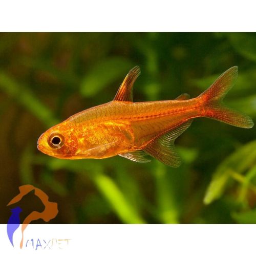 Amanda lazac, Tűzlazac, Parázslazac (Hyphessobrycon amandae)
