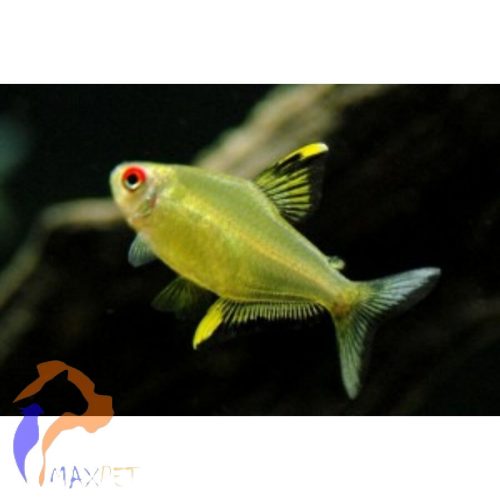 Citromlazac (Hyphessobrycon pulchripinnis)