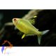 Citromlazac (Hyphessobrycon pulchripinnis)