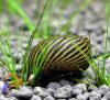 Afrikai zebracsiga - Neritina natalensis sp. Zebra