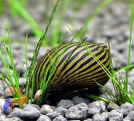 Afrikai zebracsiga - Neritina natalensis sp. Zebra