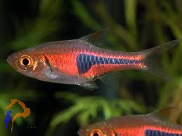 Törpe ékfoltos razbóra (Rasbora espei)