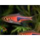 Törpe ékfoltos razbóra (Rasbora espei)