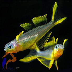 Villásfarkú kalászhal -Popondichthys furcatus