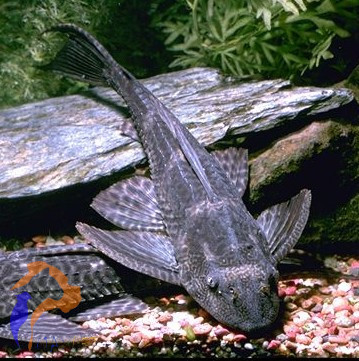 Óriás algaevő hal, Plekó (Hypostomus plecostomus, Hypostomus punctatus)