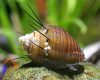 Hajas csiga - Thiara cancellata