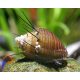 Hajas csiga - Thiara cancellata
