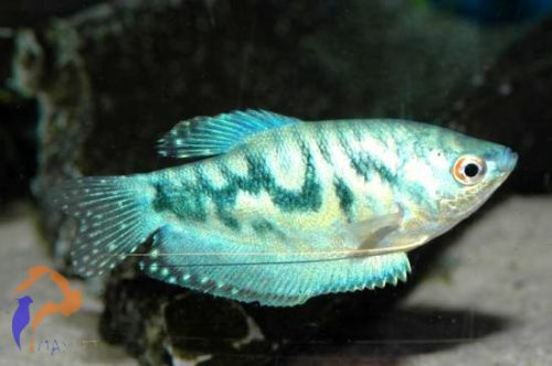 Márvány gurámi (Trichogaster trichopterus)