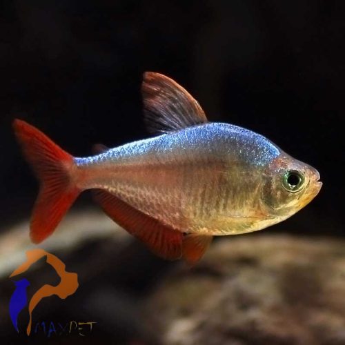 Kolumbiai lazac - Hyphessobrycon columbianus