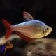 Kolumbiai lazac - Hyphessobrycon columbianus