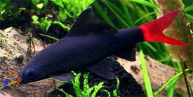 Frenatus - Stendal-hal (Labeo bicolor, Epalzeorhynchos bicolor)
