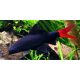 Frenatus - Stendal-hal (Labeo bicolor, Epalzeorhynchos bicolor)