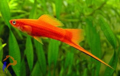 Mexikói kardfarkú hal, Szifó (Xiphophorus helleri)
