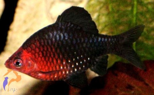 Bíborfejű díszmárna (Barbus nigrofasciatus)