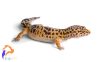 Leopárd gekkó - Eublepharis macularius