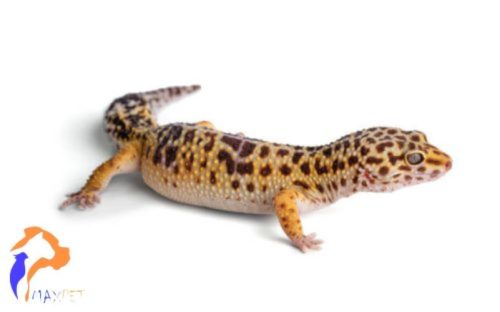 Leopárd gekkó - Eublepharis macularius