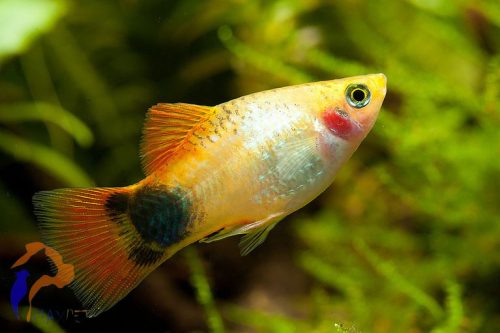 Mickey mouse platti (Xiphophorus maculatus)