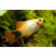 Mickey mouse platti (Xiphophorus maculatus)