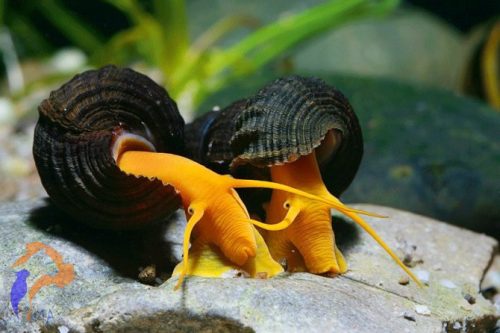 Nyúlcsiga - Tylomelania sp.sulawesi