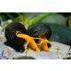 Nyúlcsiga - Tylomelania sp.sulawesi