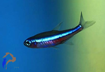 Zöld neonhal (Paracheirodon simulans)