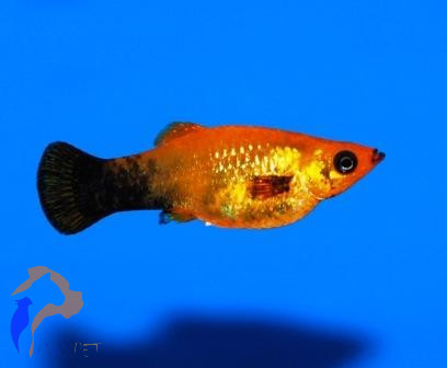 Arany-fekete molly (Poecilia sp.)