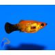 Arany-fekete molly (Poecilia sp.)