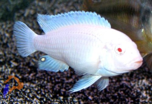 Hósügér - Albínó malawi pompás sügér (Pseudotropheus socolofi)