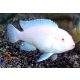 Hósügér - Albínó malawi pompás sügér (Pseudotropheus socolofi)