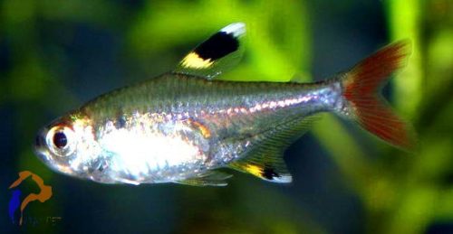 Áttetsző pontylazac (Pristella maxillaris)