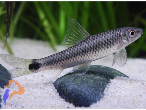 Farokfoltos ormányosmárna (Crossocheilus reticulatus)
