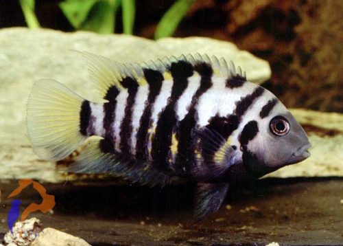Ballon Zebrasávos sügér - Amatitlania nigrofasciata