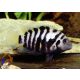 Ballon Zebrasávos sügér - Amatitlania nigrofasciata