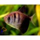 Fekete tetra (Gymnocorymbus ternetzi)